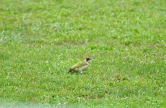 062specht